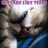 A great simile - Cats are like teens