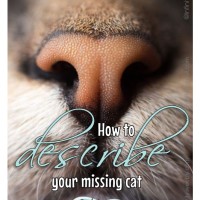 How to describe your missing cat